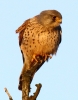 IMG_2868__ADULT_MALE_KESTREL.JPG