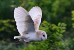 IMG_BARN_OWL___.jpg