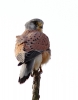 KESTREL___0214_edited-2.jpg