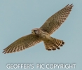 KESTREL___09__NOV______2016__CRP.jpg