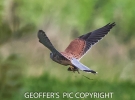 KESTREL_____28JUS_GRAABED_HIS_LUNCH_29_____CRP_NOV______2016.jpg