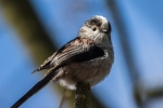 LONG_TAILED_TIT_crp.jpg