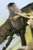 MALE_BLACK_CAP_crp.jpg