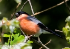 MALE___BULLFINCH______28_WHISBEY_29__CRP.jpg