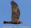 MARSH_HARRIERNOV__2016__CRP.jpg