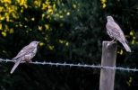 MISTLE_THRUSH_28_PAIR_29__crp.jpg