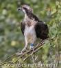 OSPREY____SEPT__27____CRP__2016__.jpg