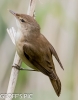 REED_WARBLER__03_28_F_M_29_CRP.jpg