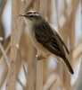 REED_WARBLER__BAIN_2016_22ND_CRP.jpg