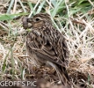 SKYLARK_crp.jpg