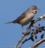 WHITE_THROAT____BAIN_2016_22ND_CRP.jpg