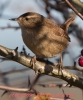 WREN___NOV______2016__CRP.jpg