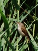 cIMG_5768_JPG___REED_WARBLER.jpg