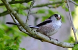 c_05_LONGTAILED_TIT.jpg