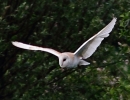 c_IMGBARN_OWL_0265.jpg