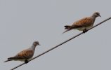 c_IMG_2100_JPG__TURTLE_DOVES.jpg