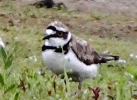 c_IMG_5643_JPG__LITTLE_RINGED_PLOVER.jpg