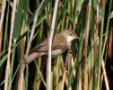 c_IMG_5783_JPG___REED__WARBLER.jpg