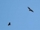 c_IMG_5971_JPG_PAIR_OF_BUZZARDS~0.jpg