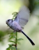 c_IMG_LONG_TAILED_TIT___9932.jpg