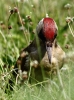 c_IMG__GREEN_WOODPECKER__4295.jpg