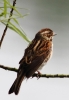 c__IMG_2256_JPG___REED_BUNTING_edited-2.jpg