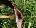 c__IMG_5247_JPG__RUDDY_DARTER.jpg