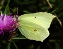 c__IMG_6760_JPG__BRIMSTONE.jpg