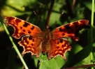 c__IMG_6773_JPG__________COMMA_BUTTERFLY.jpg