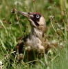 c__IMG__GREEN_WOODPECKER__4290.jpg