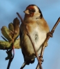 crop_IMG_6558_JPG__GOLDFINCH.jpg