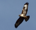 crop__IMG_3586_JPG__BUZZARD.jpg