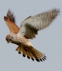 crpIMG_0766_JPG__KESTREL~0.jpg