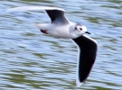 crpIMG_2476_JPG__LITTLE_GULL.jpg