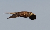 crp___IMG_8770_JPG__KESTREL.jpg