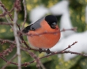 Bull_Finch_3.jpg