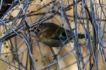 Goldcrest_1.jpg