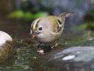 Goldcrest_3_Adj.jpg