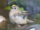 Goldcrest_5_Adj.jpg