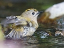 Goldcrest_6_adj.jpg