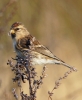 Redpoll_4.jpg