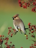 Waxwing_5_edited-1.jpg