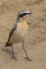 Wheatear-1.jpg